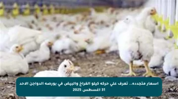 أسعار متجددة.. تعرف على حركة كيلو الفراخ والبيض في بورصة الدواجن الأحد 31 أغسطس 2025